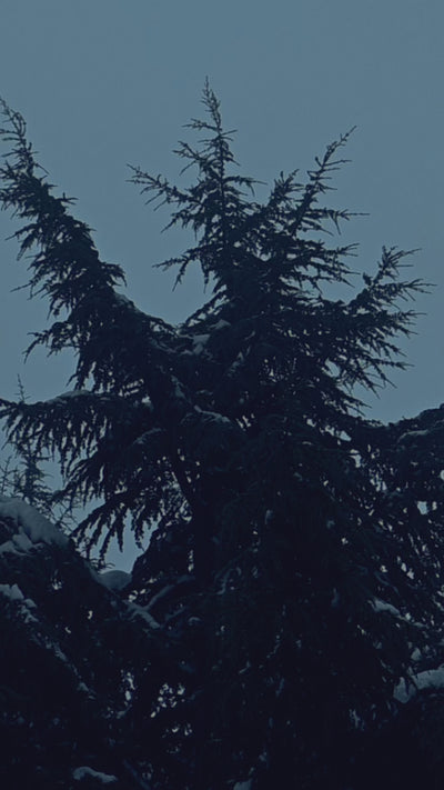 Slow motion of a tree top blowing in the wind, with snow covered stems and with a dark blue background.